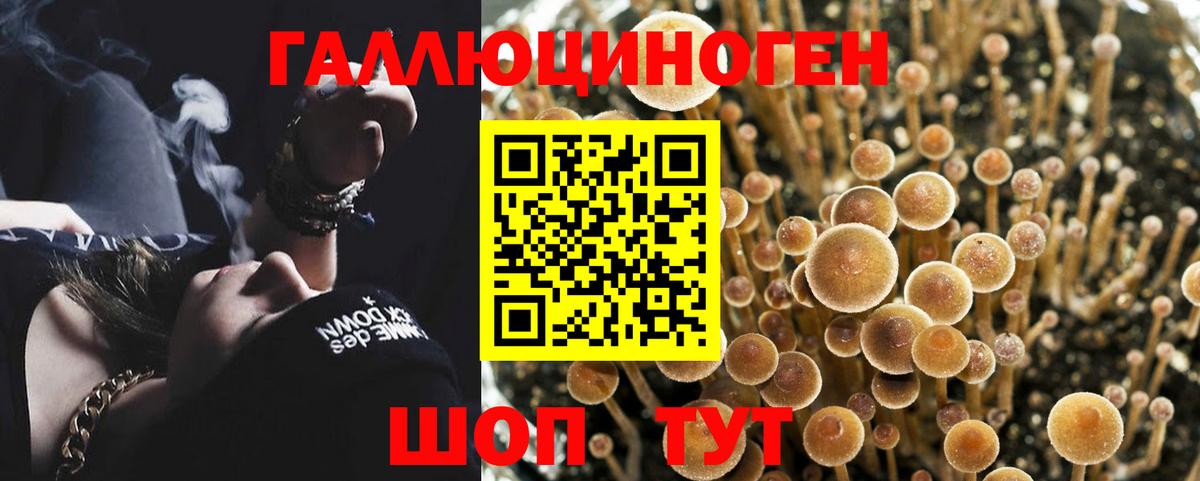 Псилоцибиновые грибы Cubensis  Вход с VPN  Кубинка 
